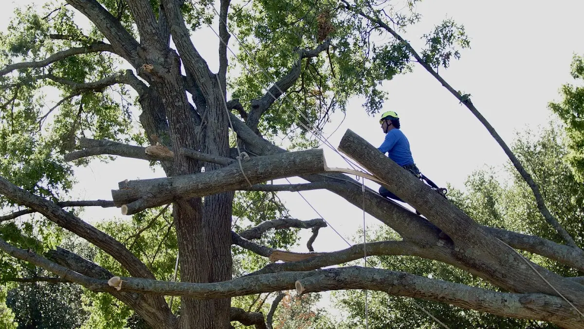 Professional Crown Thinning performed by certified arborists in Pilot